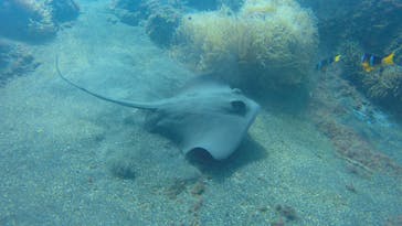 三宅島スナッパーに投稿された画像（2018/8/30）