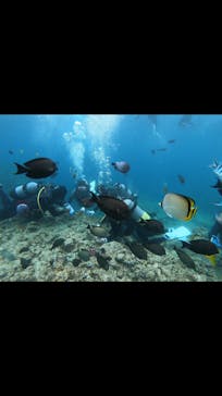 武藤潜水に投稿された画像（2019/4/20）