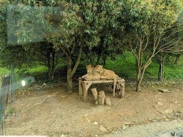 秋吉台自然動物公園 サファリランドに投稿された画像（2019/5/1）