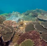 奄美ネイチャーガイドに投稿された画像（2019/4/29）