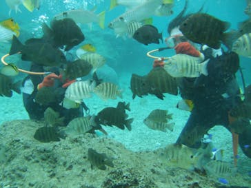 沖縄ダイビングショップシーモールに投稿された画像（2018/11/17）