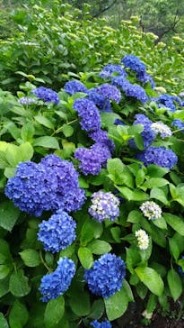 ニューヨークランプミュージアム＆フラワーガーデンに投稿された画像（2019/6/7）