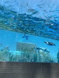 サンシャイン水族館に投稿された画像（2019/5/2）