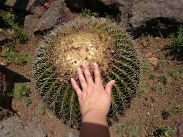 伊豆シャボテン動物公園に投稿された画像（2018/5/28）