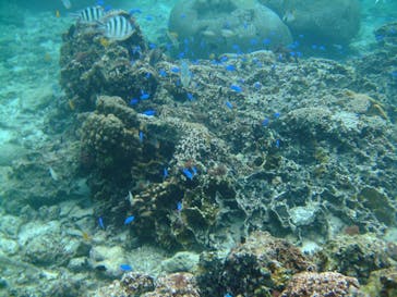 沖縄ダイビングショップシーモールに投稿された画像（2019/1/8）