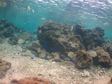 沖縄ダイビングショップシーモールに投稿された画像（2019/1/3）