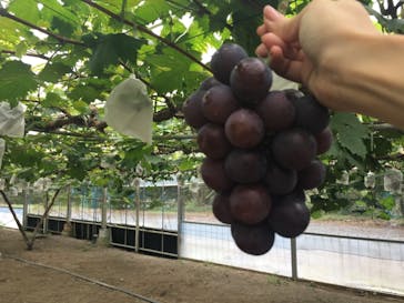 くぼ農園に投稿された画像（2018/9/16）