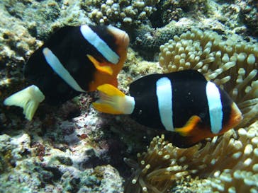 沖縄ダイビングショップシーモールに投稿された画像（2019/5/14）