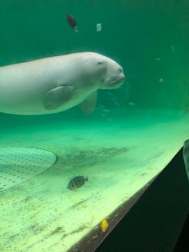 鳥羽水族館に投稿された画像（2019/5/8）