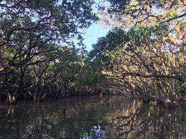 マングローブ茶屋に投稿された画像（2018/11/7）