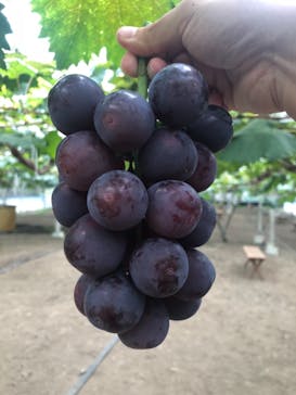 くぼ農園に投稿された画像（2018/9/15）