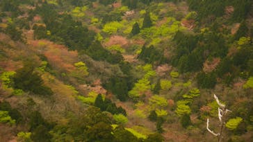 屋久島ガイドクラブに投稿された画像（2019/5/28）