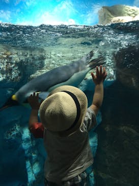 鴨川シーワールドに投稿された画像（2018/7/22）