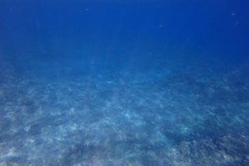 diving&workshop IHANASHI（ダイビングアンドワークショップイハナシ）に投稿された画像（2018/11/8）