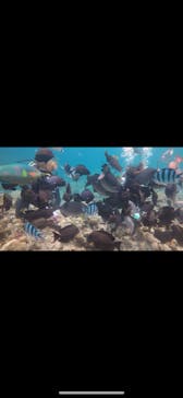 青の洞窟専門店　沖縄ダイビングショップ和に投稿された画像（2018/5/31）