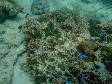 沖縄ダイビングショップシーモールに投稿された画像（2019/3/5）