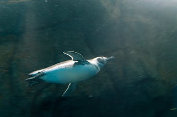 上越市立水族博物館 うみがたりに投稿された画像（2018/10/22）