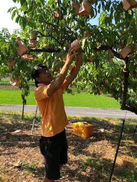 桃茂実苑に投稿された画像（2018/8/3）