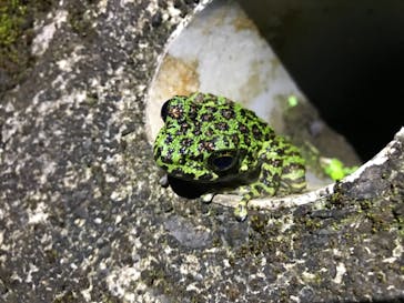 奄美ナイトツアーサービスに投稿された画像（2019/1/4）