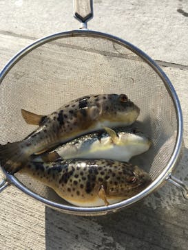 安良里漁港 係船釣りに投稿された画像（2019/1/7）