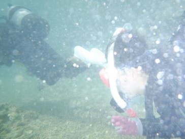 武藤潜水に投稿された画像（2018/4/3）