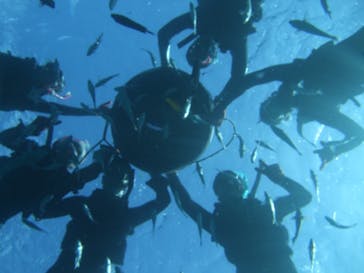 沖縄ダイビングショップシーモールに投稿された画像（2018/12/1）