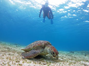 アマミエンシスに投稿された画像（2018/12/15）