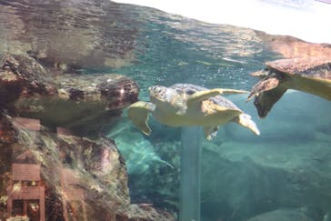 九十九島水族館海きららに投稿された画像（2018/8/20）