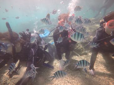 武藤潜水に投稿された画像（2018/3/19）