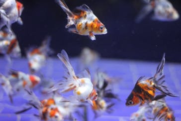 すみだ水族館に投稿された画像（2018/8/15）