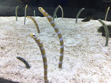 すみだ水族館に投稿された画像（2018/8/15）