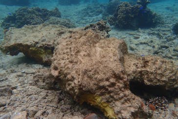 ダイビングショップ Sea Free（シーフリー）に投稿された画像（2019/3/8）