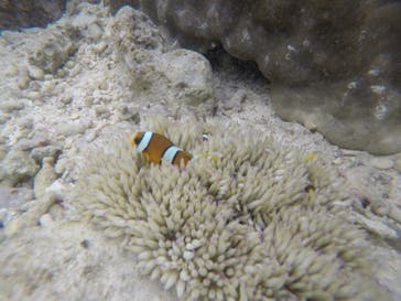 武藤潜水に投稿された画像（2019/4/21）