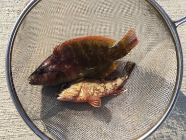 安良里漁港 係船釣りに投稿された画像（2019/1/7）