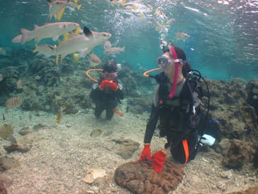 沖縄ダイビングショップシーモールに投稿された画像（2019/1/3）