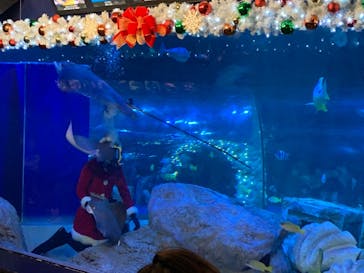 しながわ水族館に投稿された画像（2018/12/24）