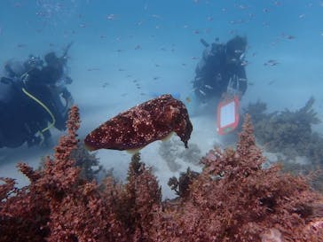 マーヴェラスプレジャー石垣に投稿された画像（2017/11/10）