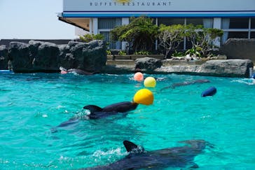 鴨川シーワールドに投稿された画像（2018/4/22）