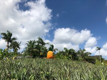 ナゴパイナップルパークに投稿された画像（2017/10/9）