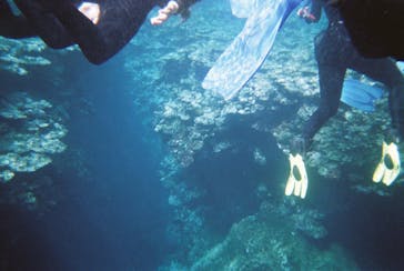 石垣島 ADVENTURE PiPi（イシガキジマアドベンチャーピピ）に投稿された画像（2019/3/10）