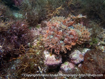 ダイビングスクールジェイズヘブンに投稿された画像（2018/6/7）