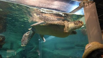 九十九島水族館海きららに投稿された画像（2018/7/21）