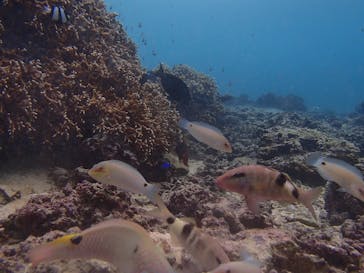 ガイド屋さんに投稿された画像（2018/10/21）