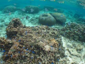 沖縄ダイビングショップシーモールに投稿された画像（2019/2/5）