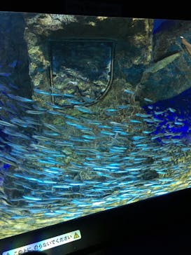 サンシャイン水族館に投稿された画像（2018/5/21）