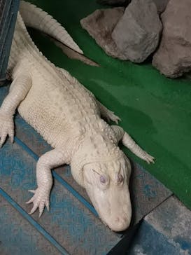 東北サファリパークに投稿された画像（2019/6/10）