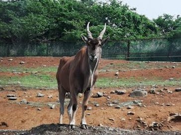 東北サファリパークに投稿された画像（2019/6/10）