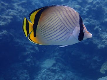 Sea.Mount.Daiv（シーマウントダイブ）に投稿された画像（2019/6/13）