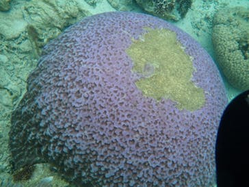 Sea.Mount.Daiv（シーマウントダイブ）に投稿された画像（2019/6/14）