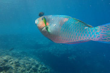 Sea.Mount.Daiv（シーマウントダイブ）に投稿された画像（2019/6/16）